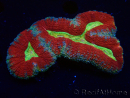 WYSIWYG - Lobophyllia sp 21 (Skeleton 3 cm)