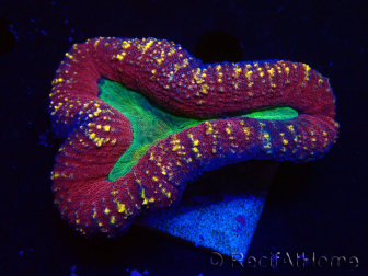WYSIWYG - Lobophyllia (Skeleton 3.5 cm)