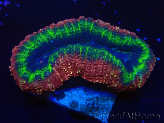 WYSIWYG - Lobophyllia sp 23 (Skeleton 3 cm)
