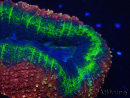 WYSIWYG - Lobophyllia(Skeleton 3 cm)