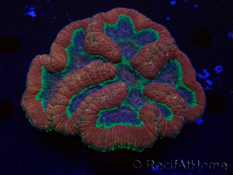 WYSIWYG - Lobophyllia sp 24 (Skeleton 4 cm)