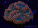 WYSIWYG - Lobophyllia (4 cm)