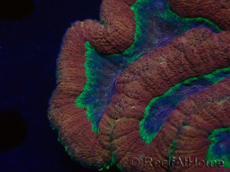 WYSIWYG - Lobophyllia sp 24 (Skeleton 4 cm)