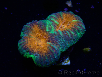 WYSIWYG Lobophyllia sp 4 (Skeleton 7 cm)