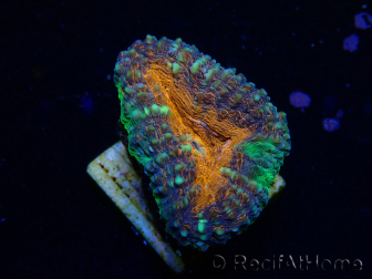 WYSIWYG Lobophyllia (Skeleton 6 cm)