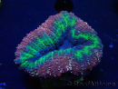 WYSIWYG Lobophyllia(Skelett 7 cm)