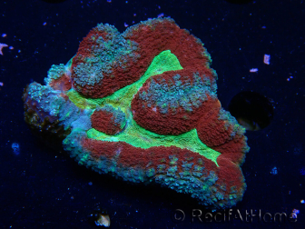 WYSIWYG - Lobophyllia sp 15 (Skeleton 3.5 cm)