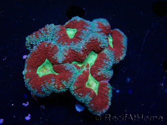 WYSIWYG - Lobophyllia sp 18 (Skeleton 3.5 cm)