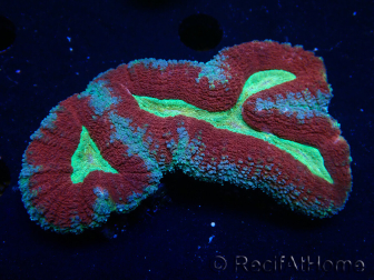WYSIWYG - Lobophyllia (3 cm)