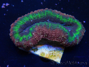WYSIWYG - Lobophyllia(Skeleton 3 cm)
