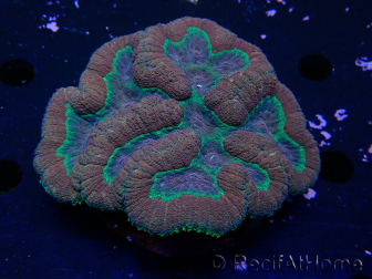 WYSIWYG - Lobophyllia sp 24 (Skeleton 4 cm)