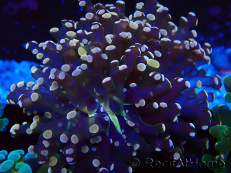 WYSIWYG Euphyllia paradivisa (Mariculture acclimaté sous LED) 10J1