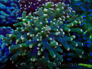 WYSIWYG Euphyllia paradivisa (Mariculture acclimaté sous LED) 10J5