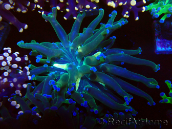 WYSIWYG Euphyllia paradivisa (Mariculture acclimaté sous LED) 4H1