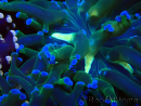WYSIWYG Euphyllia paradivisa (Mariculture acclimated under LED)