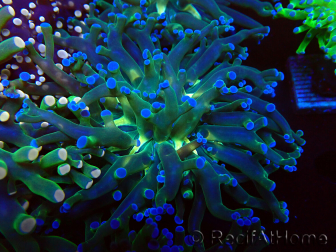 WYSIWYG Euphyllia paradivisa (Mariculture acclimaté sous LED)