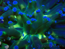 WYSIWYG Euphyllia paradivisa (Mariculture acclimaté sous LED) 4H2