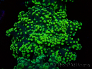 WYSIWYG Euphyllia yaeyamaensis (unter LED akklimatisierte Marikultur) 10I2