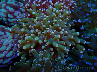 WYSIWYG Euphyllia paradivisa (Mariculture acclimaté sous LED) 10J5