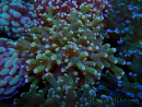 WYSIWYG Euphyllia paradivisa (Mariculture acclimaté sous LED) 10G5