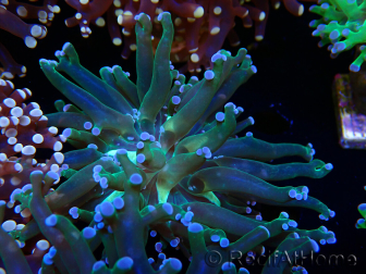WYSIWYG Euphyllia paradivisa (Mariculture acclimaté sous LED) 4H1