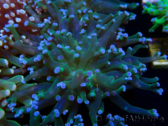 WYSIWYG Euphyllia paradivisa (Mariculture acclimated under LED)