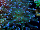 WYSIWYG Euphyllia paradivisa (Mariculture acclimaté sous LED)