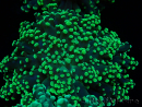 WYSIWYG Euphyllia yaeyamaensis (Mariculture acclimaté sous LED) 10I2