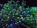 WYSIWYG Euphyllia paradivisa (Mariculture acclimaté sous LED) 10G7
