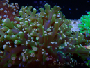 WYSIWYG Euphyllia paradivisa (Mariculture acclimaté sous LED) 10G7