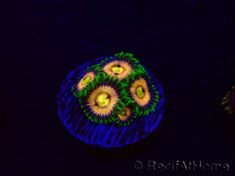 WYSIWYG - Zoanthus Laser Lemon 30A8
