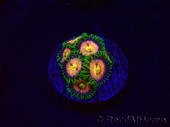 WYSIWYG - Zoanthus Laser Lemon 30A9