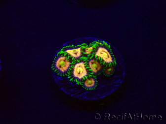 WYSIWYG - Zoanthus Laser Lemon 30A10