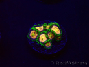 WYSIWYG - Zoanthus Laser Lemon