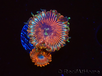 WYSIWYG - Zoanthus Happy People Eater 40G4