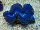 WYSIWYG Tridacna maxima Benedetti