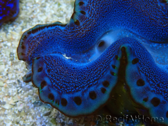 WYSIWYG Tridacna maxima Moluscos