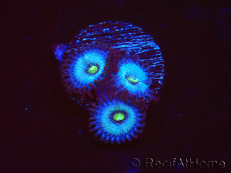 WYSIWYG - Zoanthus Frozen Nebula 2A7