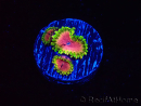 WYSIWYG - RAH Zoanthus Pink Diamond 2M5