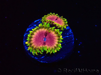 WYSIWYG - RAH Zoanthus Pink Diamond