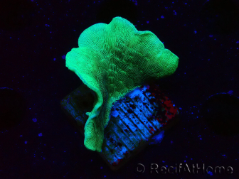 WYSIWYG Pavona cactus 1T5