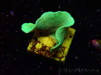 WYSIWYG Pavona cactus 1T6