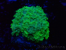 WYSIWYG Goniopora 9G3