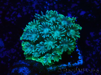 WYSIWYG Goniopora 9G4