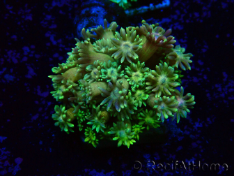 WYSIWYG Goniopora 9G5