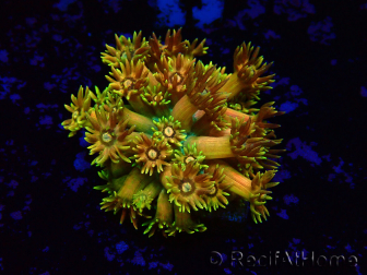 WYSIWYG Goniopora