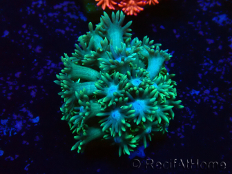 WYSIWYG Goniopora