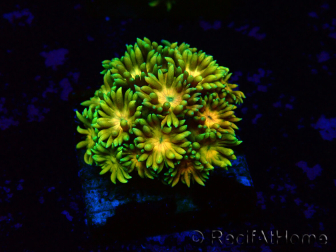 WYSIWYG Goniopora 9I2