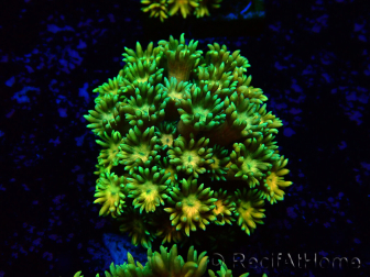 WYSIWYG Goniopora