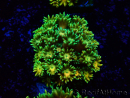 WYSIWYG Goniopora 9I4